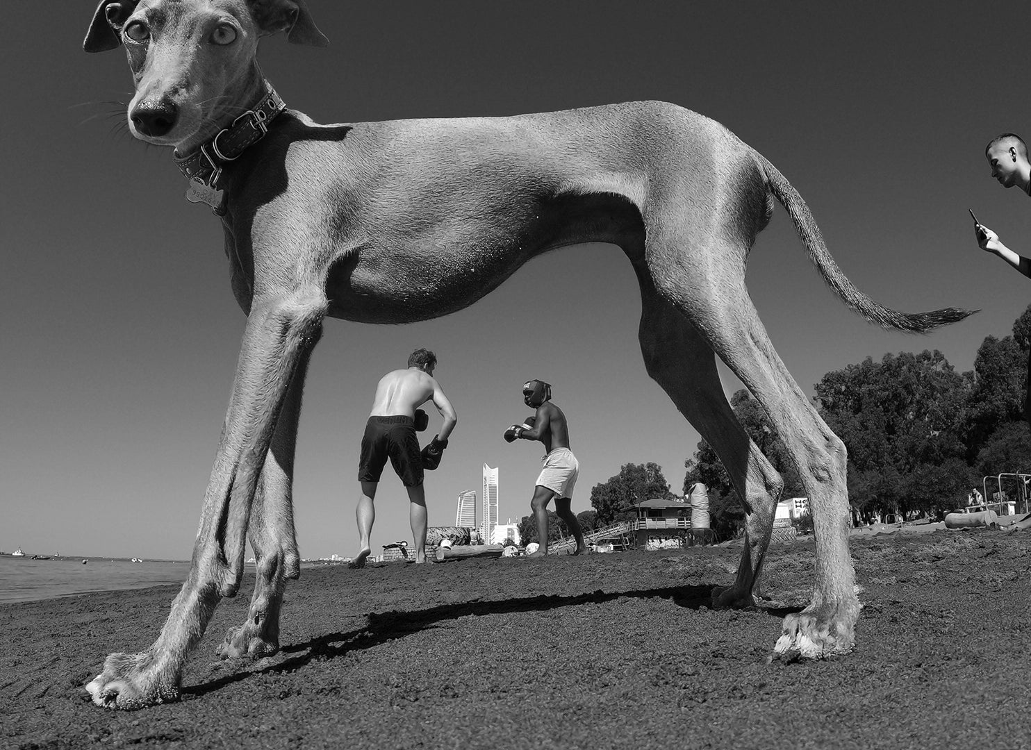 papadopavlos street photography. Black and white photo of a dog at the beach