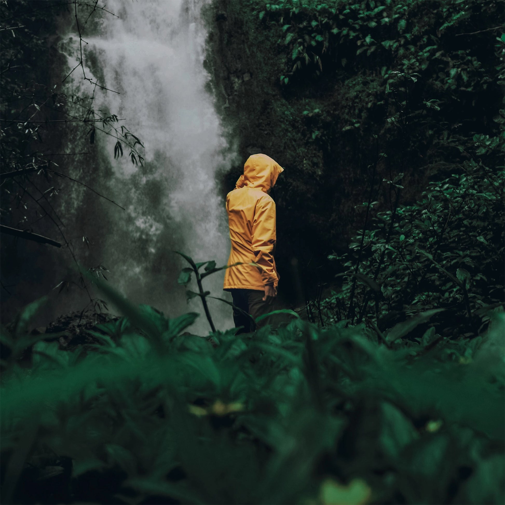 Moody Dark Forest Jungle. Lightroom Preset